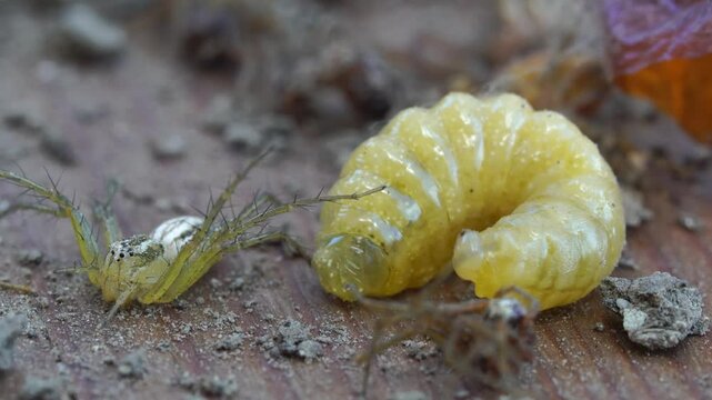 Features of the internal structure. Sceliphron curvatum.
Clay nest. The larva eats spiders. nest on a house outside.     A wasp larva eats its own shell