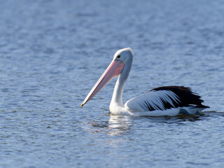 Australian Pelican (Pelecanus conspicillatus) swimming on a lake