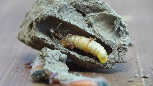 Features of the internal structure. Sceliphron curvatum.
Clay nest. The larva eats spiders. nest on a house outside.   