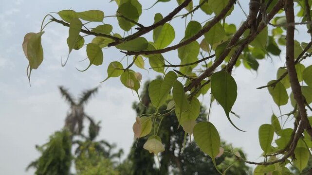 close-up of a peepal (or bodhi) tree leaf swaying gently with the wind, it has distinctive heart shape with a long, pointed tip called a drip tip.