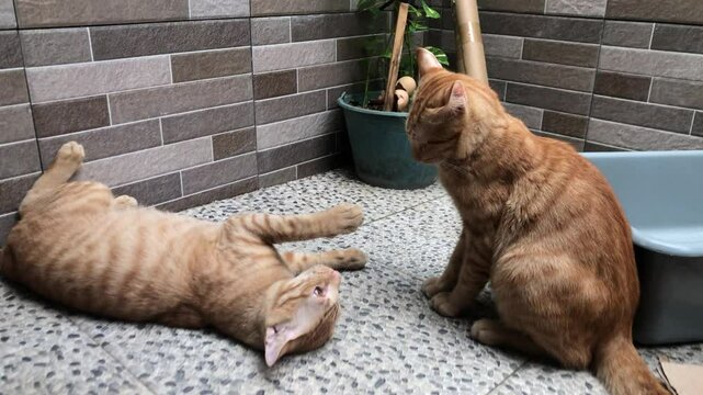 Two orange tabby cats in a tense interaction on a tiled floor. The scene captures a moment of feline conflict or play fighting