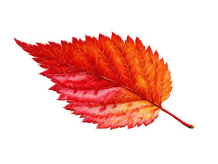 Autumnal Leaf: A vibrant and intricately detailed depiction of a single, fiery red leaf, a symbol of nature's transformation and the beauty of the autumn season.