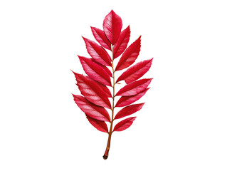 Crimson Leaf's Elegance: A vibrant, singular leaf, showcasing a brilliant display of crimson hues, takes center stage, the intricate details of its veins and edges perfectly captured.