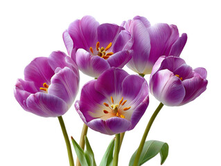 Radiant Purple Tulips: A close-up view showcases a vibrant bouquet of purple tulips in full bloom, their petals radiating with a captivating display of color and texture.