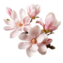 Magnolias with Branches isolated on transparent background.