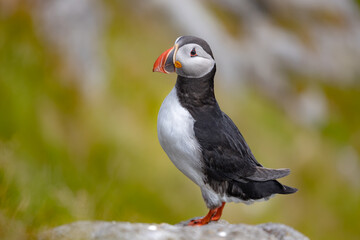 Atlantic puffin (Fratercula arctica), on the rock on the island of Runde (Norway).