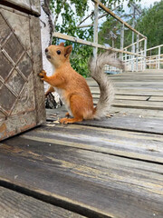 Sguirrel stands