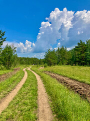 Obraz premium Forest Path