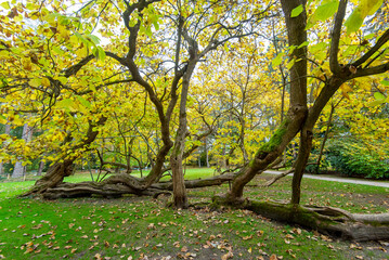 Trumpet Tree in the Park