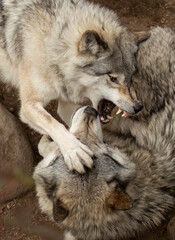Two Timber wolves or grey wolves Canis lupus playing with each other in autumn in Canada