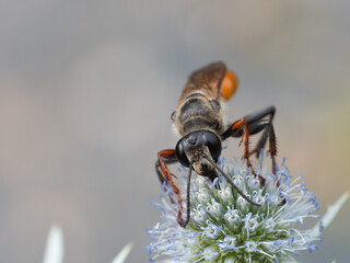 Nahaufnahme einer großen Sandwespe (Ammophila) mit rotem Hinterleib. Sie sitzt auf einer Blüte einer Edeldistel.