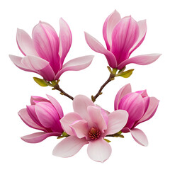 Obraz premium Pink Magnolia Blossoms A CloseUp View of Four Delicate Flowers Against a Black Background on transparent background