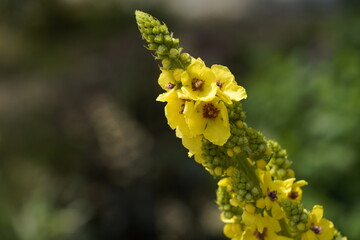 yellow valentine flowers
