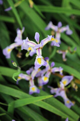 Closeup overhead view of Blue Flag Irises, Kent England
