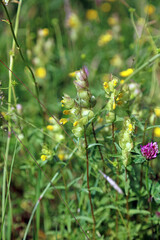 Closeup of Yellow Rattle flowers, Sussex England
