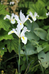 Macro image of a white and yellow Iris, Sussex England
