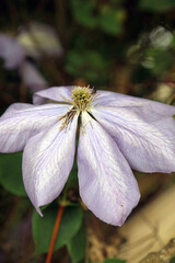 Macro image of Clematis petals, Kent England
