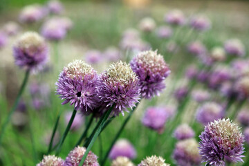 Macro image of Chives blooms with the colour starting to fade, Kent England
