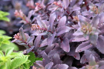 Macro image of purple Orpine foliage with rain drops, Kent England
