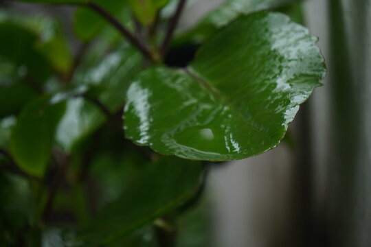 Patharchatta (Kalanchoe pinnata) succulent plant with medicinal leaves boasting anti‑inflammatory, diuretic, hypoglycemic, antimicrobial properties, used for wound healing, digestion, respiratory