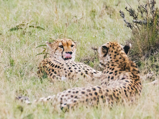 Resting Cheetahs in the Kenyan Savanna