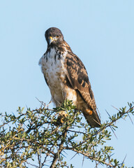 Majestic Hawk Perched in Wilderness