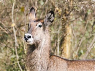 Serene Waterbuck in Natural Habitat