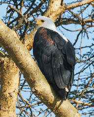 African Fish Eagle Perched in Tree