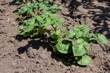 Growing green potato bushes in the garden.