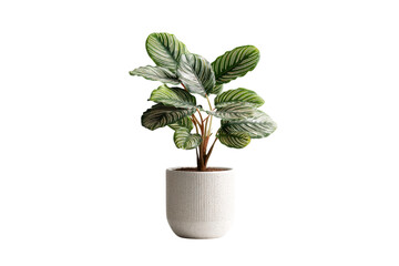 Green calathea orbifolia plant in white pot isolated on transparent background