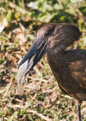 Hamerkop with Catch in Kenya