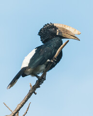 Majestic Hornbill Perched on a Branch