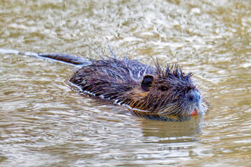 Nutria im Frühjahr an der Spree	