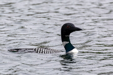 Common Loon