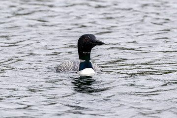 Common Loon
