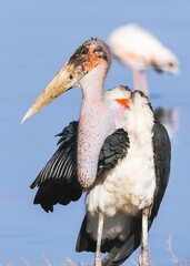 Marabou Storks in Kenyan Wetland