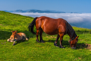 Obraz premium Momentos de pasto sobre las nubes, monte Oiz. 