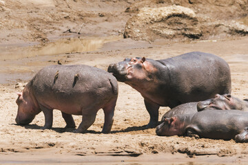 Hippos Resting by the Mudflats in Kenya