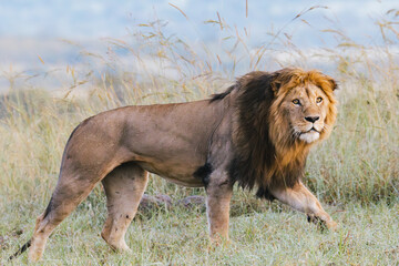 Majestic Lion in the Wild, Kenya