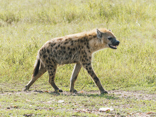 Spotted Hyena Roaming in Kenyan Savannah
