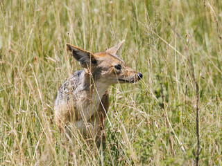 Jackal in the Tall Grass of Kenya