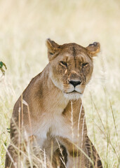 Majestic Lioness in Grasslands