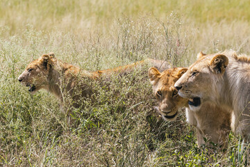 Prowling Lions in Kenyan Grasslands