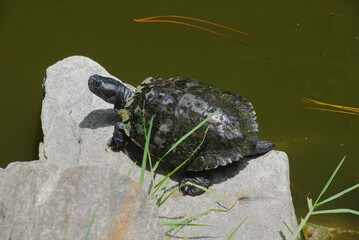 One Turtle Resting on a rock  by a Pond in Nature in Florida.  Turtle bask in the sunlight on a...