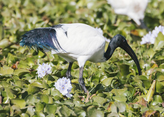 African Sacred Ibis Foraging Among Water Lilies