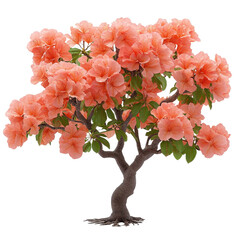 Royal Poinciana isolated on transparent background.