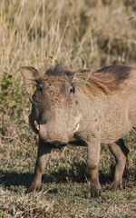 Grazing Warthog in the Kenyan Wild