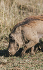 Grazing Warthog in the Kenyan Savannah