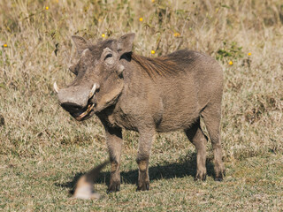 Smiling Warthog in Natural Habitat