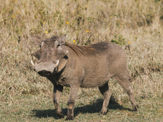 Wild Warthog in Kenyan Savannah